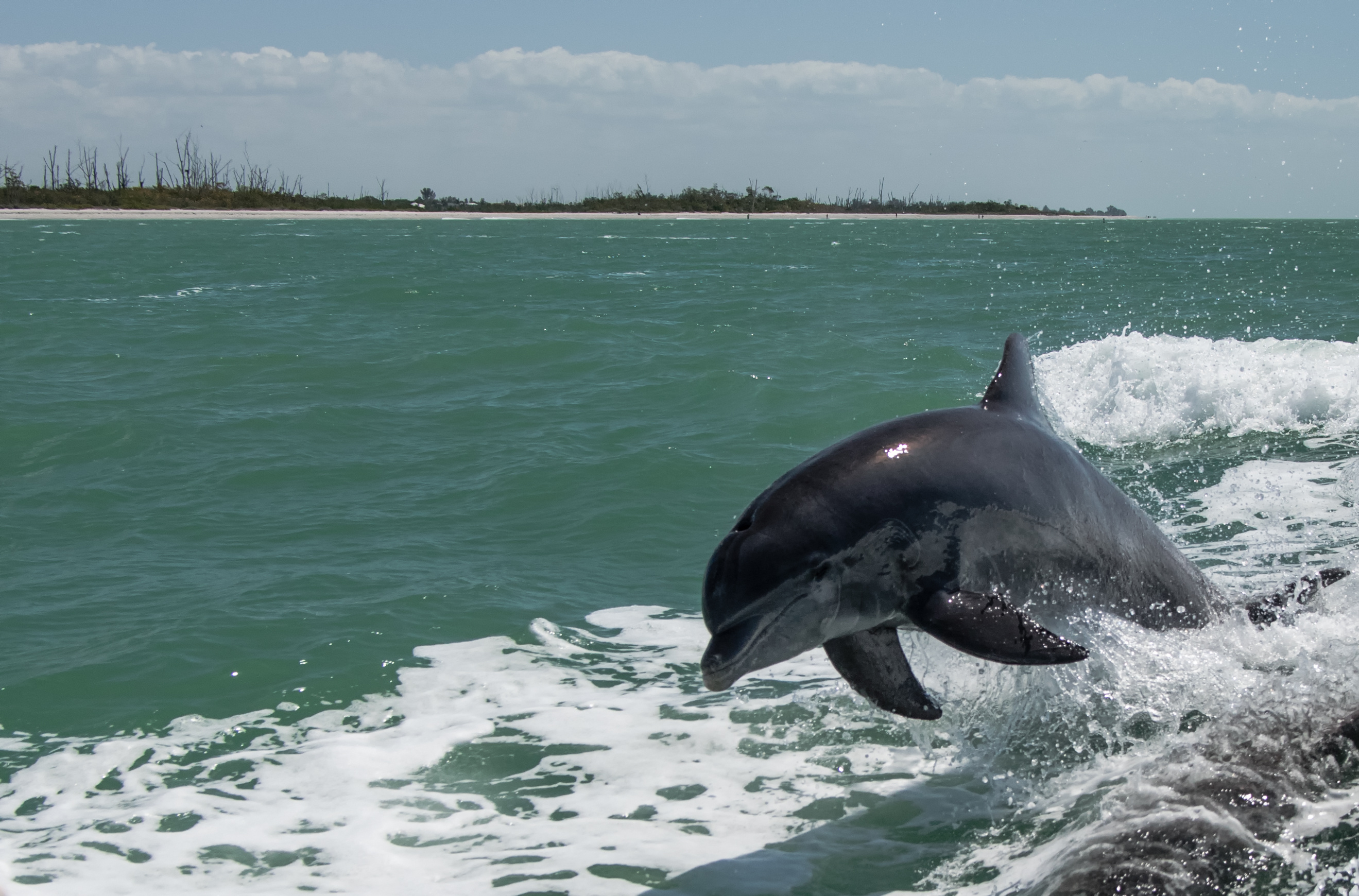 Dolphins in Boca Ciega Bay