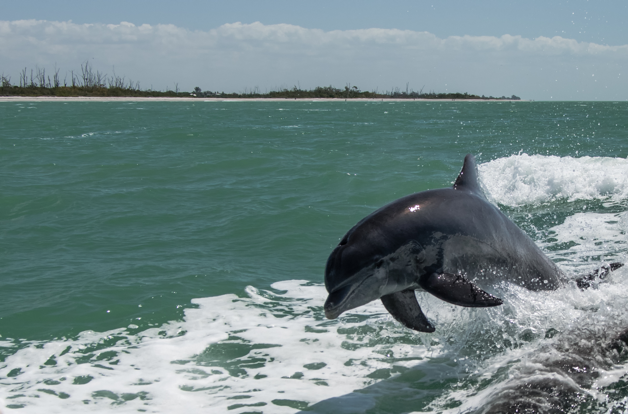 Cruise with the Dolphins