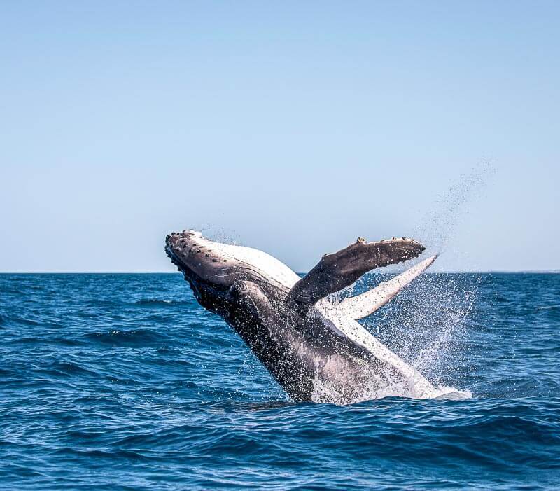 Whale Watching off the South Shore