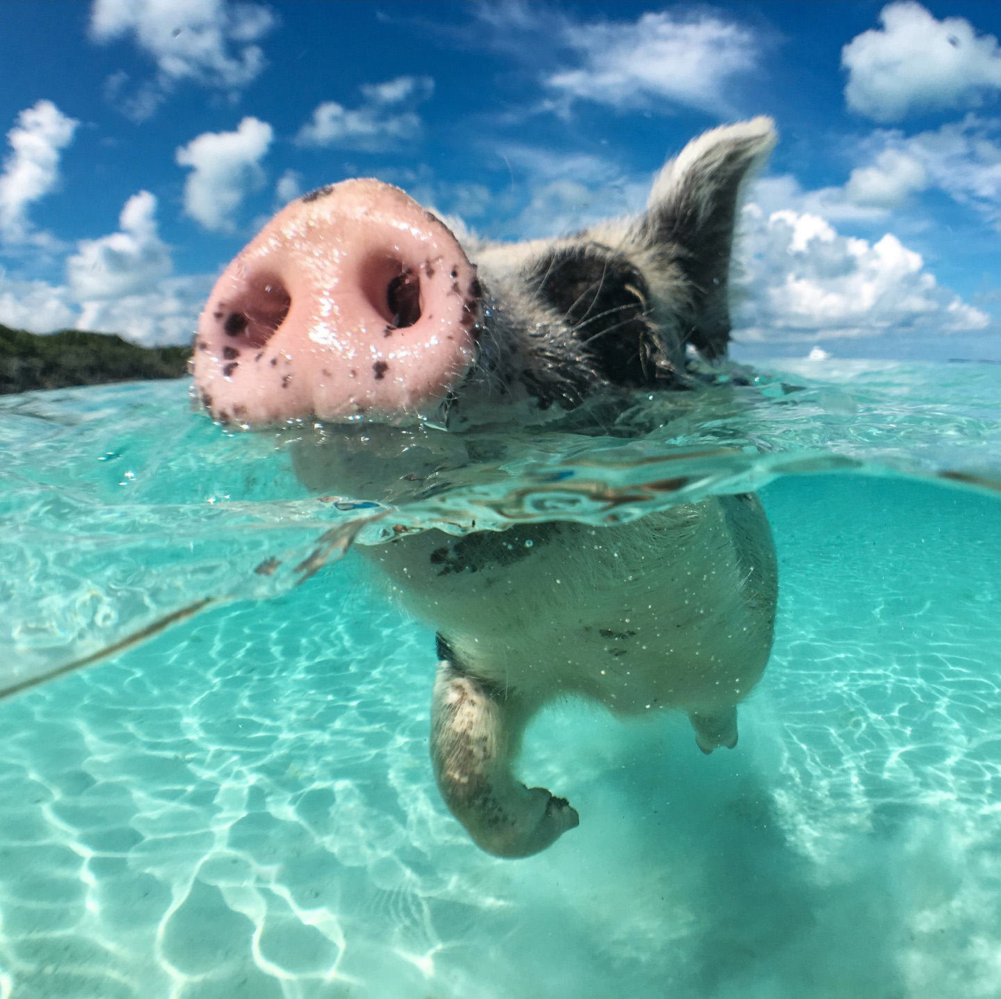 Up close image of pig swimming