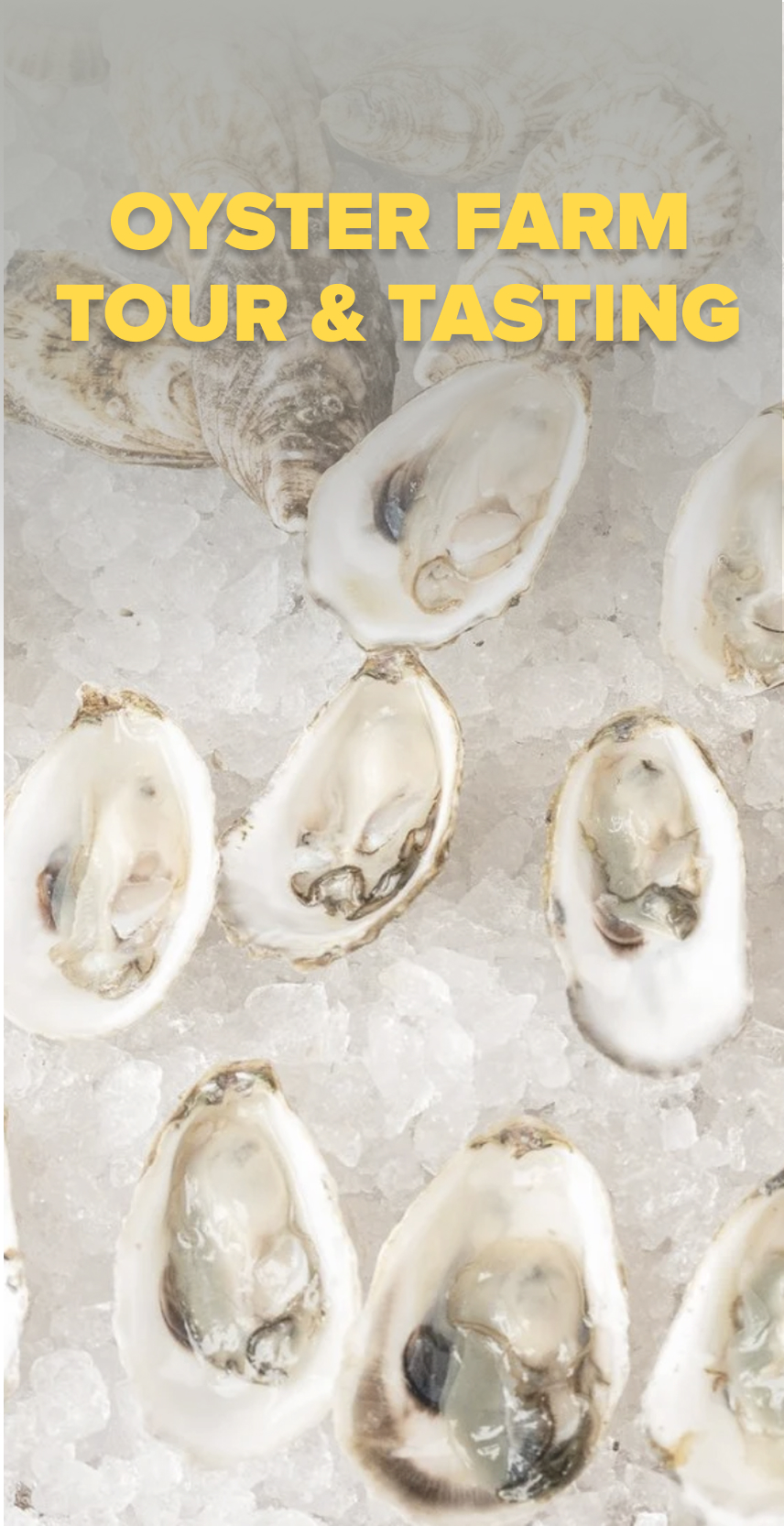 Fifth Bend Oyster Farm fresh Nantucket oysters – Barton & Gray Mariners Club cuisine experience