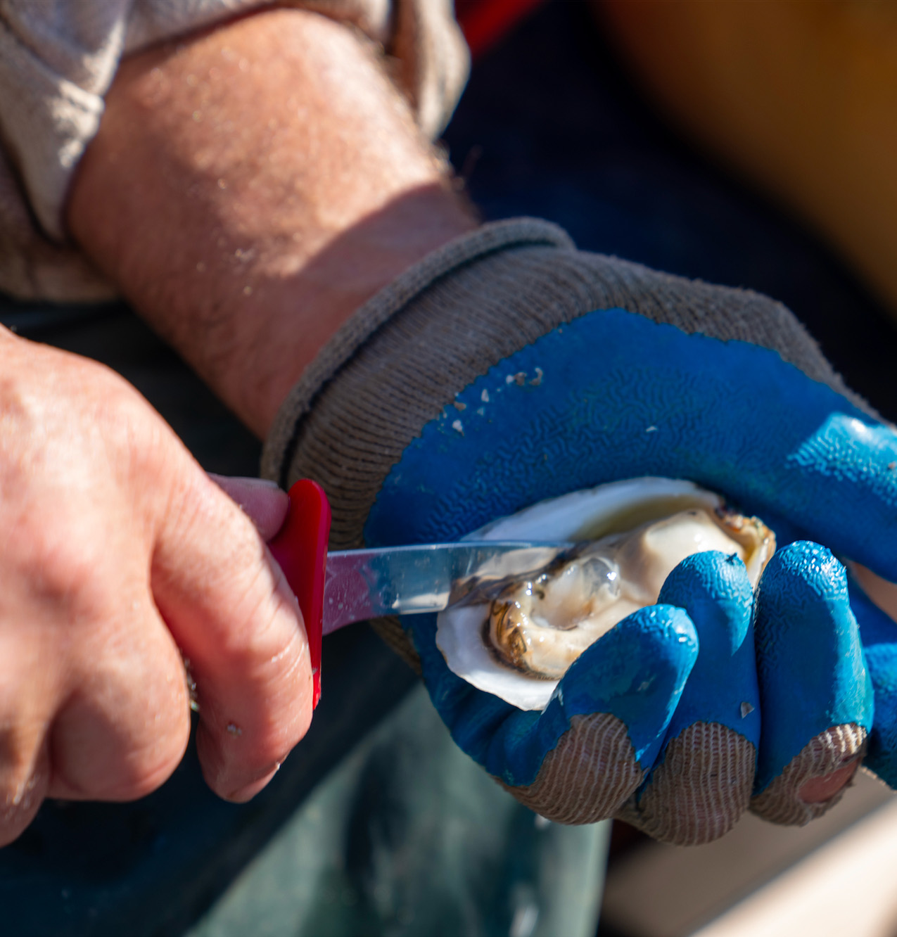 Fresh Fifth Bend oysters on the half shell, Nantucket-farmed for Barton & Gray members