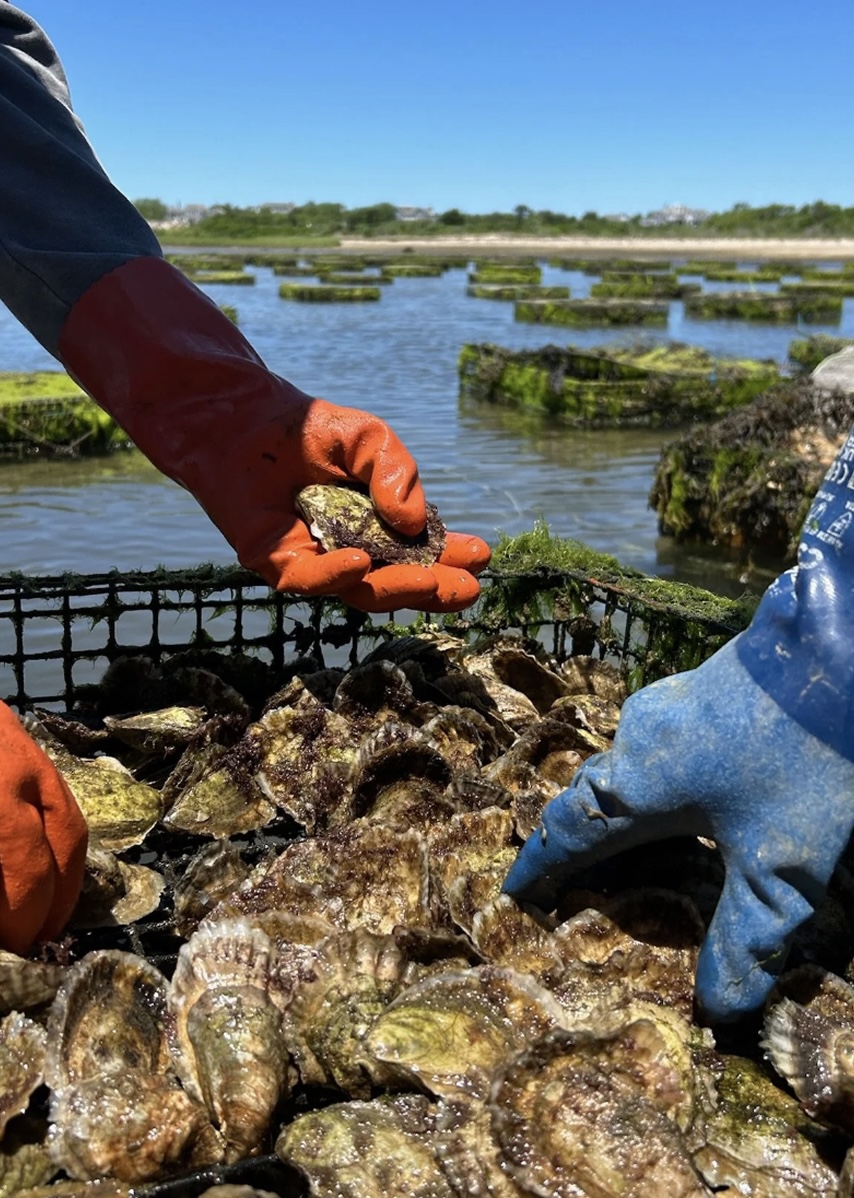Fifth Bend oysters from Nantucket Harbor – briny, farm-fresh shellfish for Barton & Gray dining
