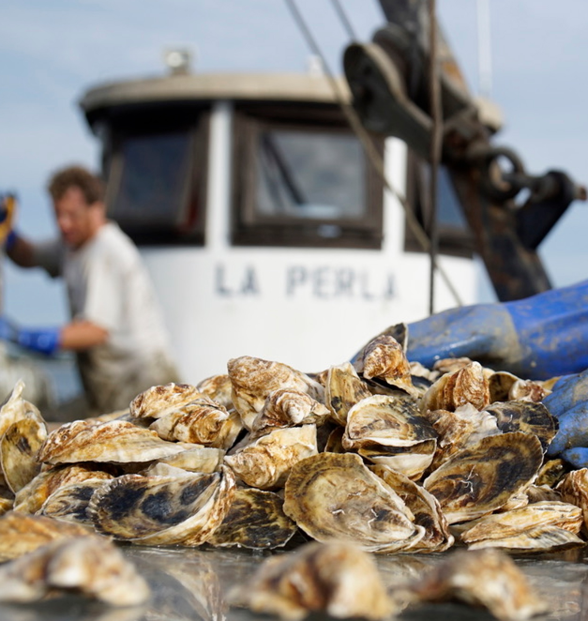 Fresh Oysters being caught