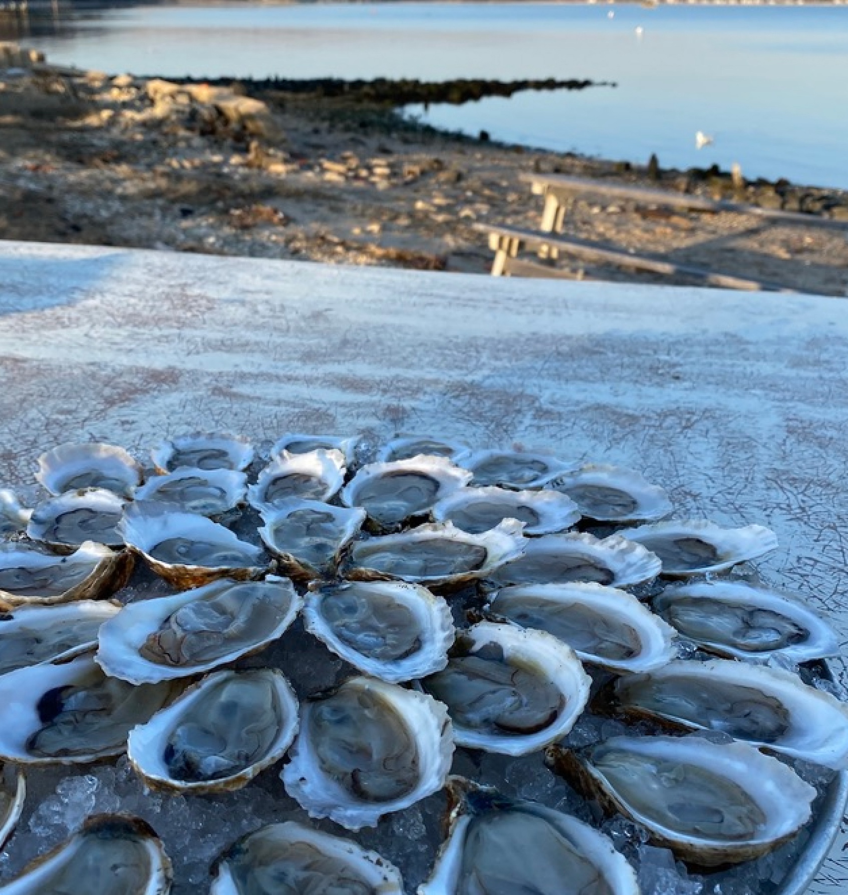 Oyster Platter on the beach