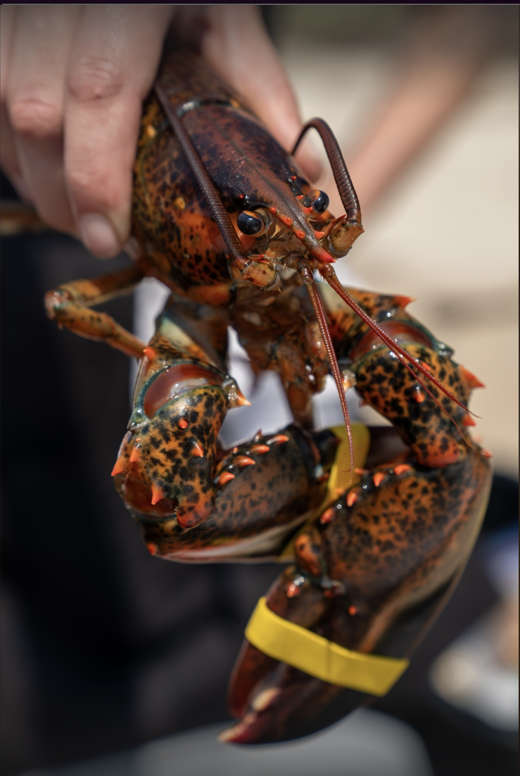 Lobster bake