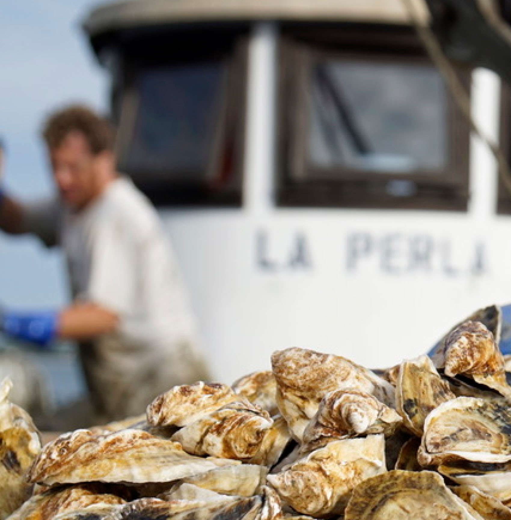 Oyster shucker shucking oysters.