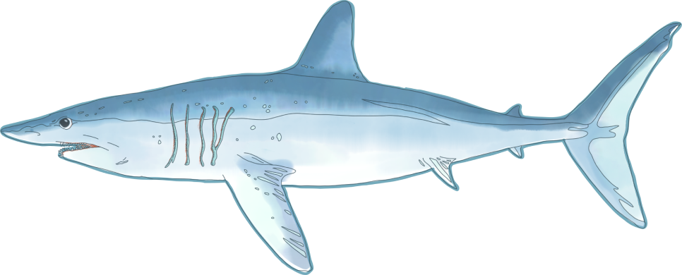Mako Shark art