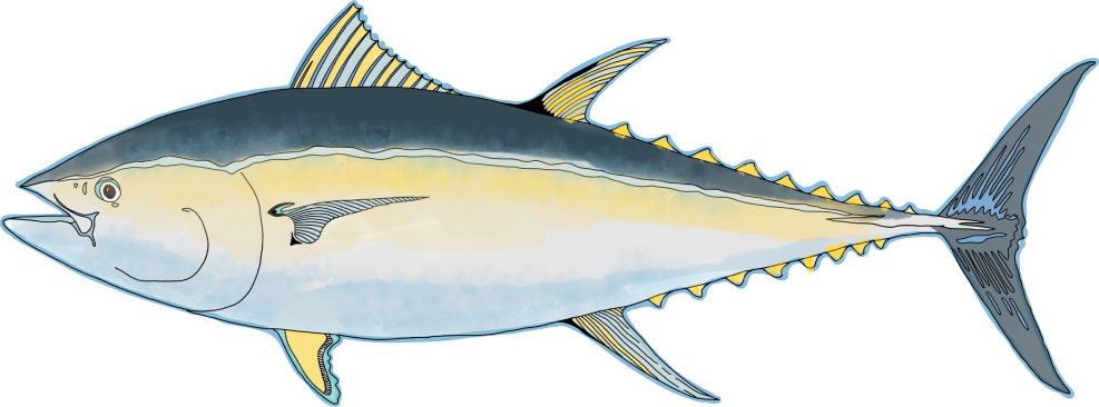 Bluefin Tuna art