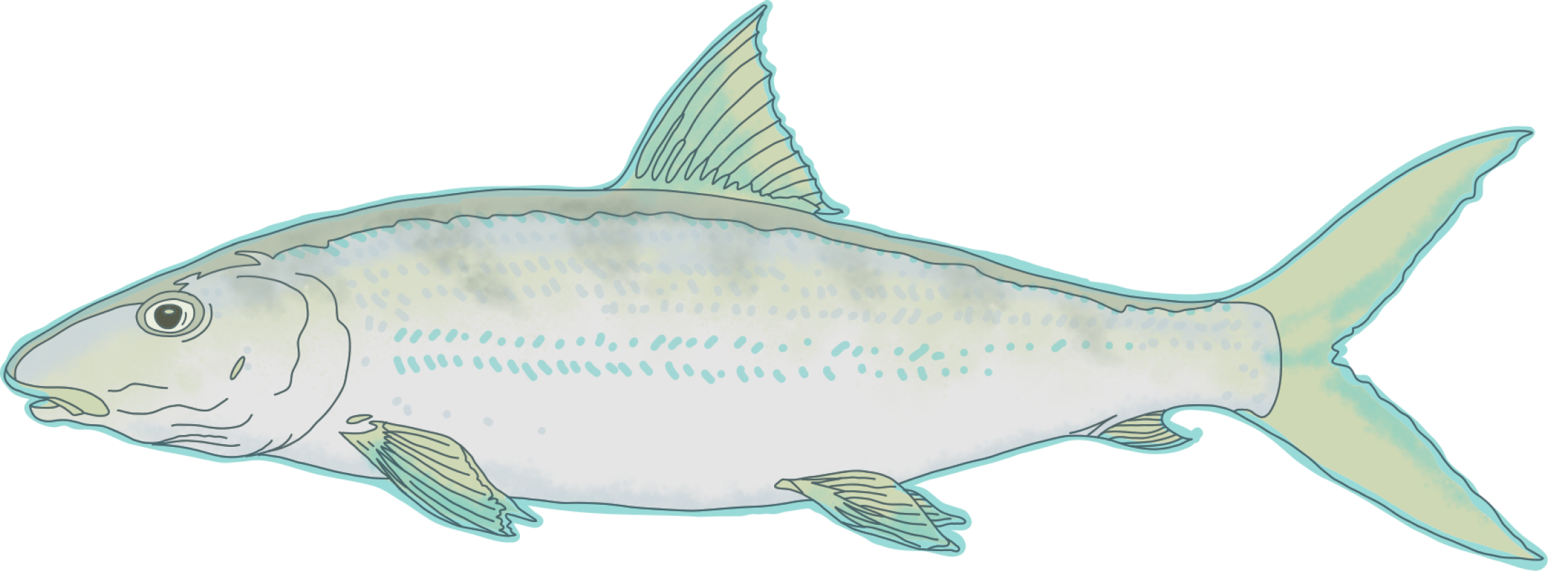 Bonefish